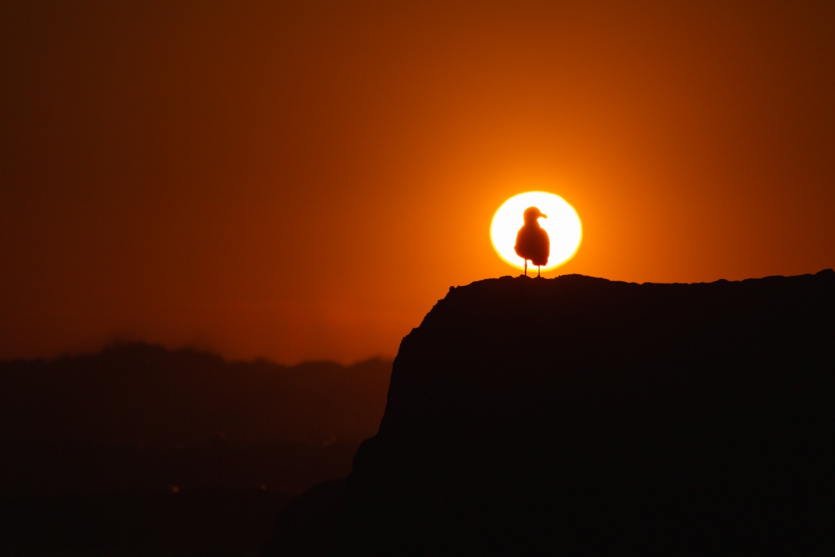 Sunset silhouette of a seagull