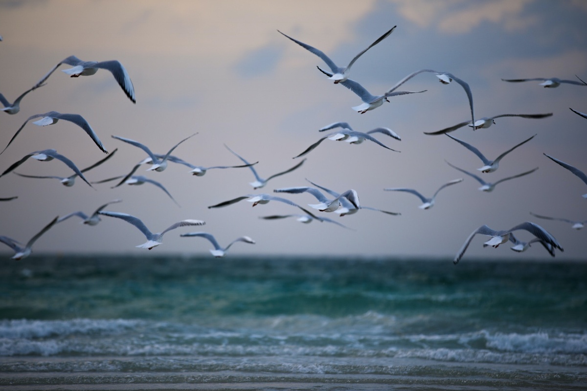Seagulls flying over the ocean