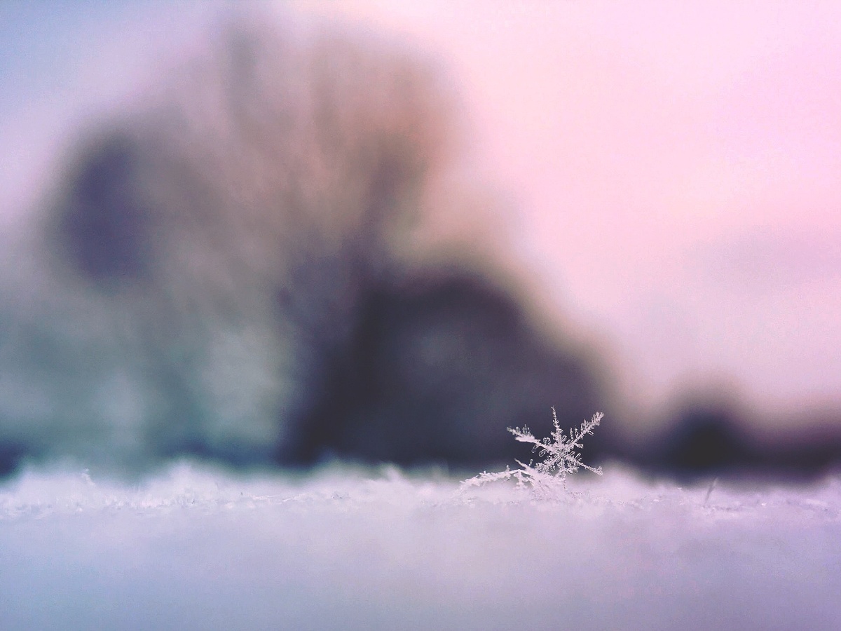 A unique snowflake settling on the ground. Photo Credit: Aaron Burden @ Unsplash
